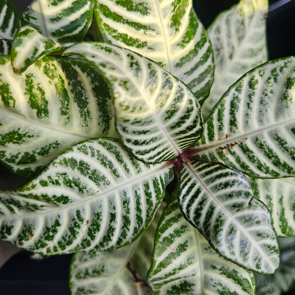Aphelandra squarrosa 'White Wash' – Snow White Zebra Plant