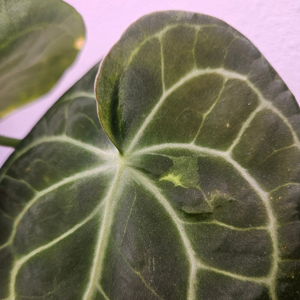 Anthurium clarinervium – Rare Velvet Leaf Anthurium