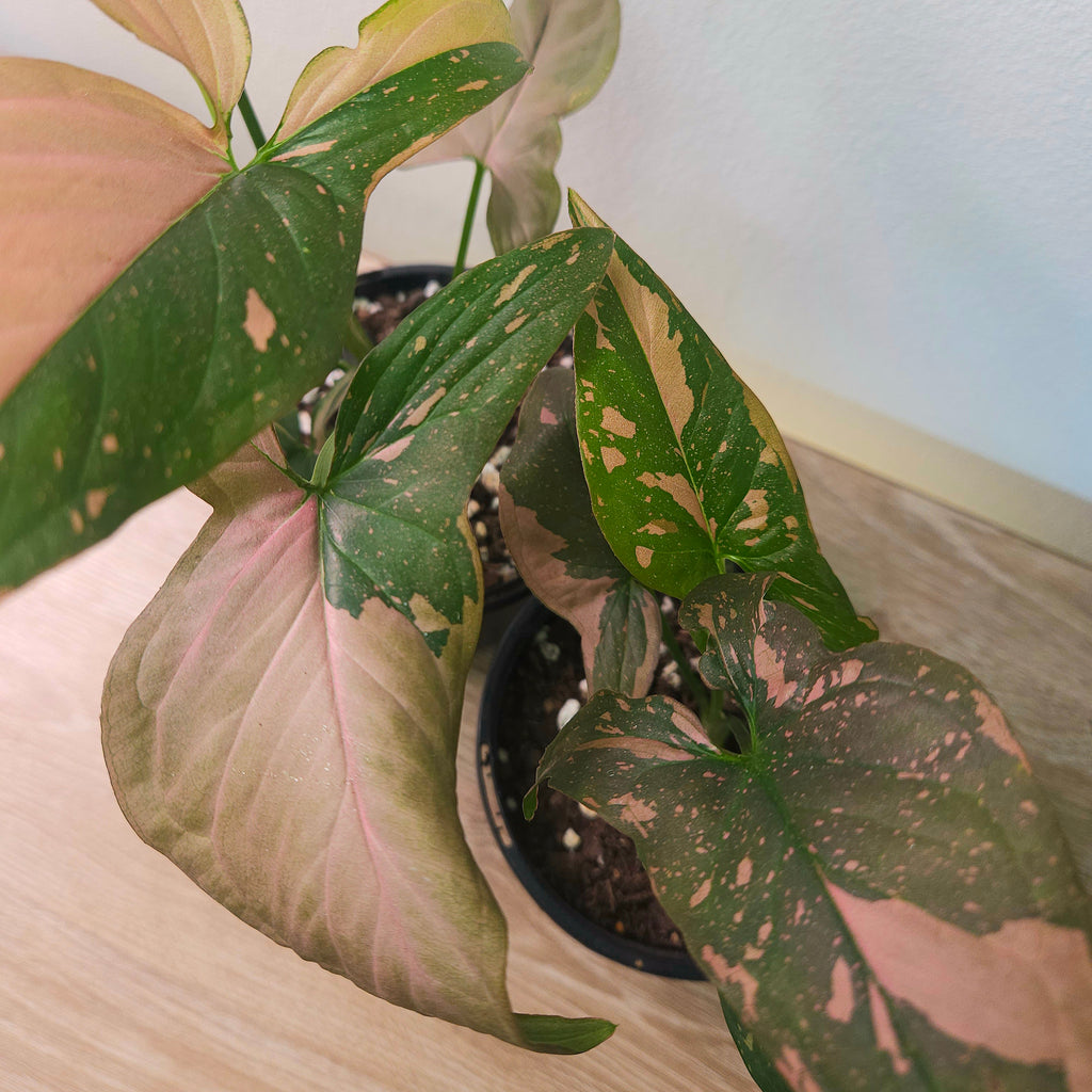 Syngonium Red Spot – Rare Pink Speckled Arrowhead Plant