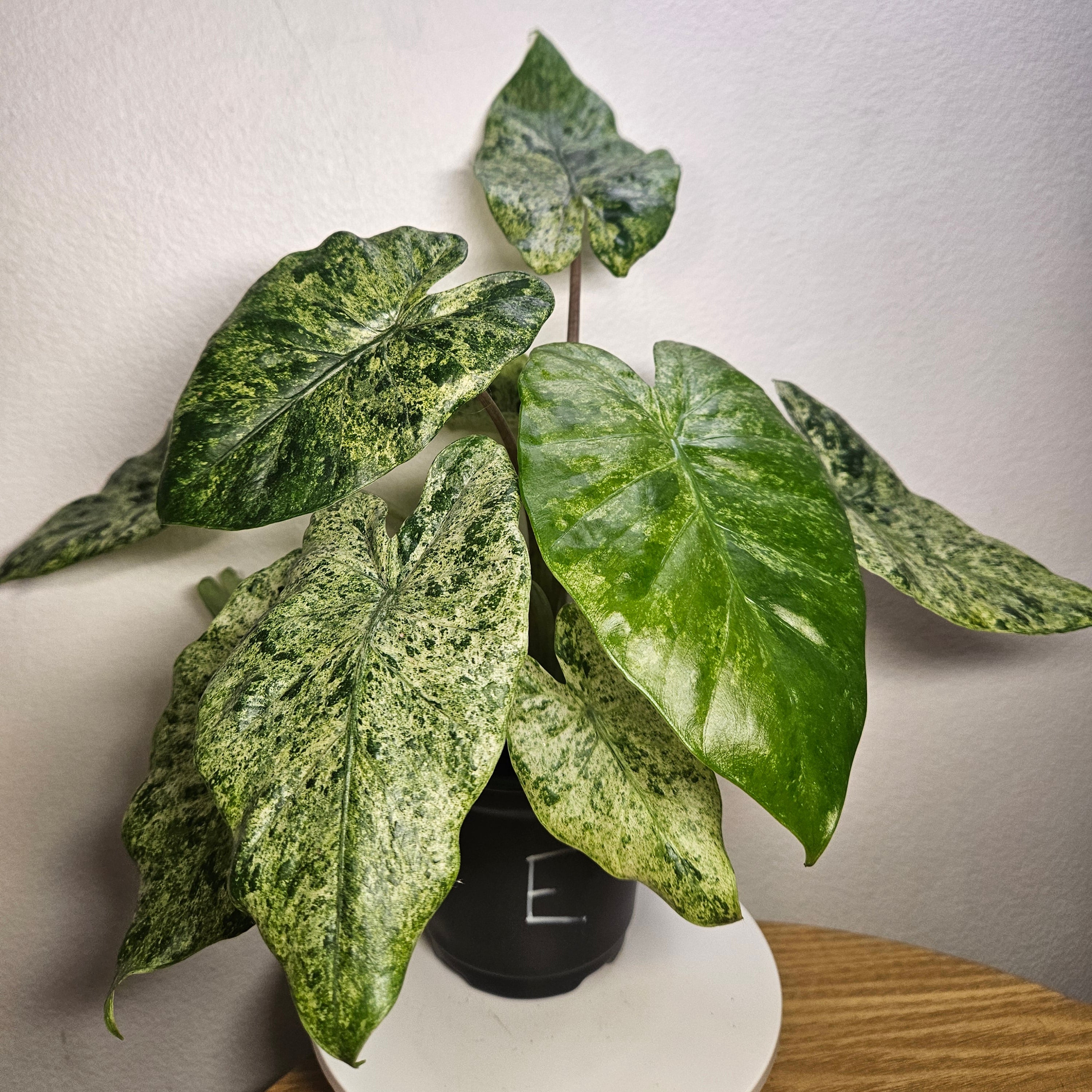 Alocasia odora batik ‘Splash’