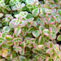 Crassula Little Missy